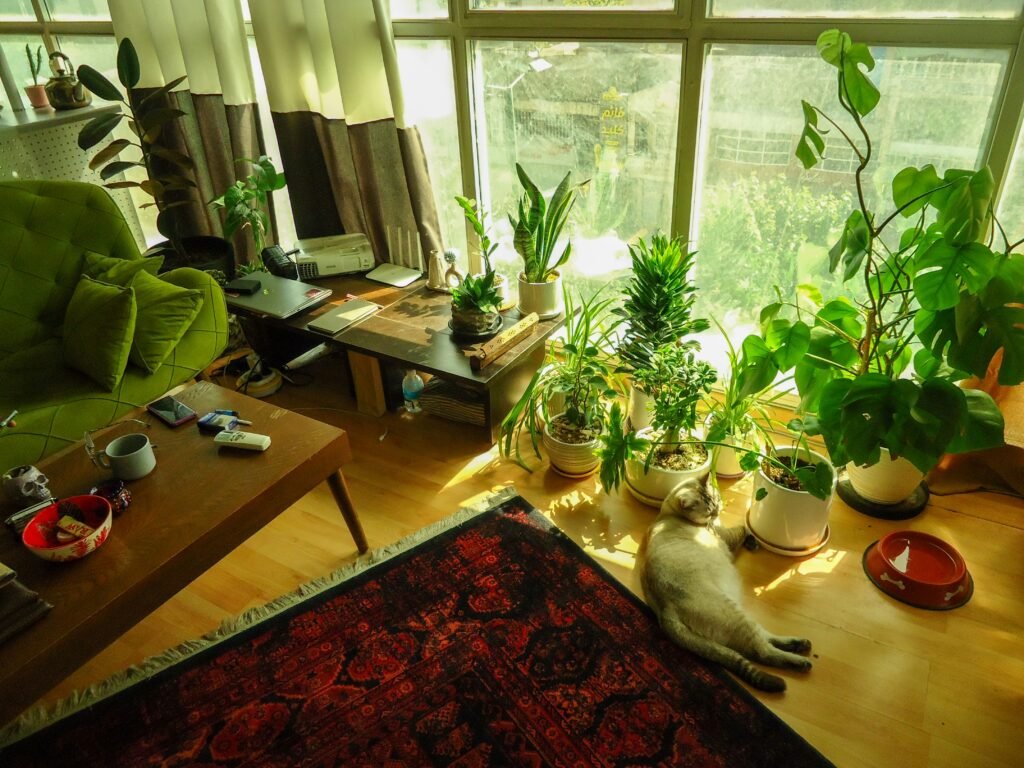 Cozy room with plants and cat.