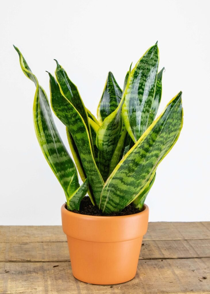 A vibrant snake plant with tall, green leaves edged in yellow is in a terracotta pot on a rustic wooden surface against a plain white background.